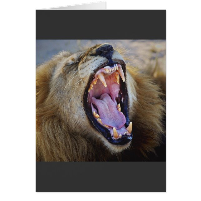 Tarjetas de safari de vida salvaje Lion Snarling (Frente)