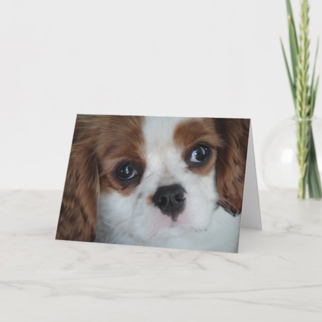 tarjetas de saludo del Cavalier King Charles (Anverso)