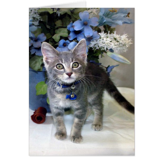 Tarjetas de todo tipo American Shorthair Kitten (Frente)