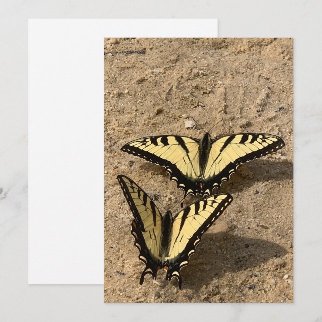 Tarjetas de vacaciones planas de mariposas en la p (Anverso / Reverso)