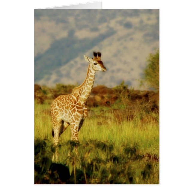 Tarjetas de vida salvaje Baby Giraffe (Frente)