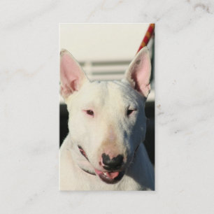 Tarjetas de visita de bull terrier