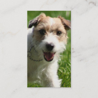 Tarjetas de visita de Jack Russell Terrier