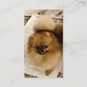 Tarjetas de visita de Pomeranian