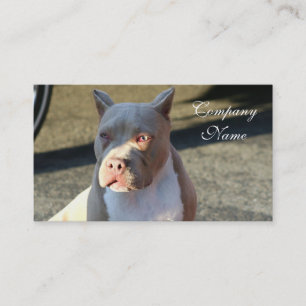 Tarjetas de visita de Staffordshire Terrier
