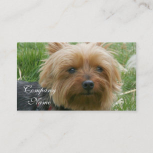 Tarjetas de visita de Yorkshire Terrier