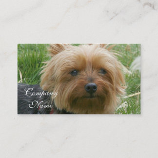 Tarjetas de visita de Yorkshire Terrier