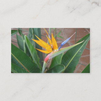 tarjetas de visita del birdofparadise