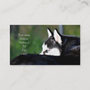 Tarjetas de visita del husky siberiano