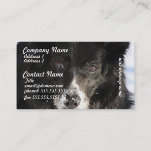 Tarjetas de visita del perro del border collie