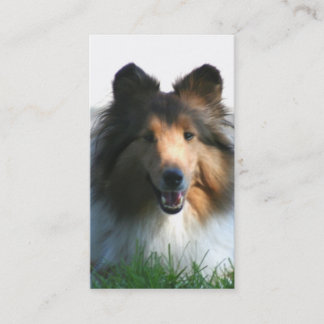Tarjetas de visita del perro pastor de Shetland
