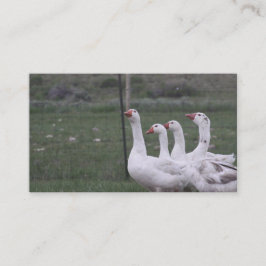 Tarjetas de visita duck