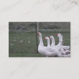 Tarjetas de visita duck