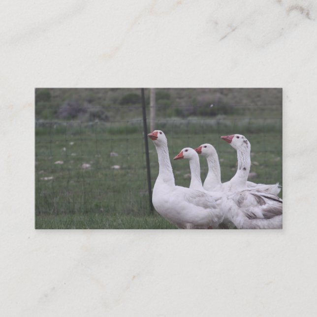 Tarjetas de visita duck (Anverso)