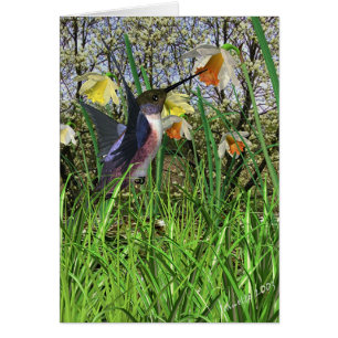 Tarjetas del colibrí de la primavera