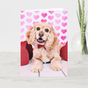 Tarjetas del día de San Valentín - cocker spaniel