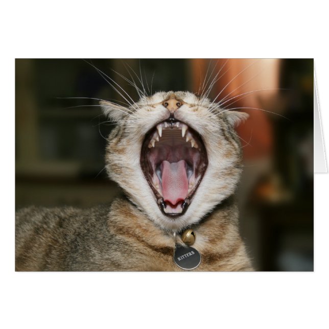 Tarjetas del gato (Anverso (Horizontal))