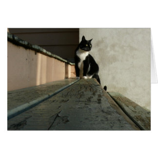 Tarjetas del gato, Brian en el parque de Albert