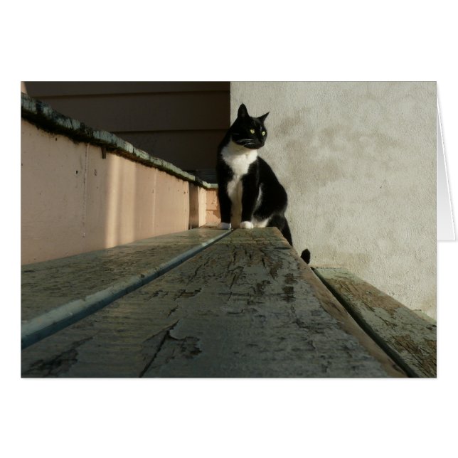 Tarjetas del gato, Brian en el parque de Albert (Anverso (Horizontal))