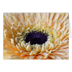 Tarjetas del Gerbera, albaricoque