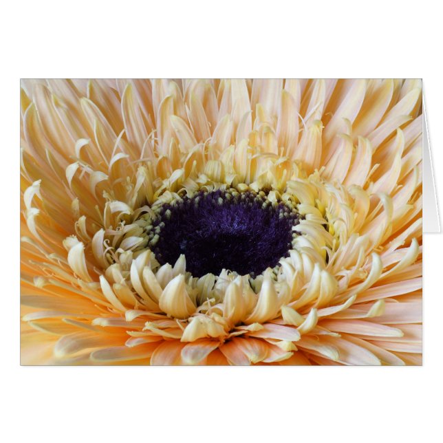 Tarjetas del Gerbera, albaricoque (Anverso (Horizontal))