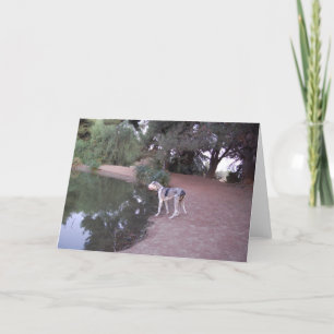 Tarjetas del perro de la orilla del lago