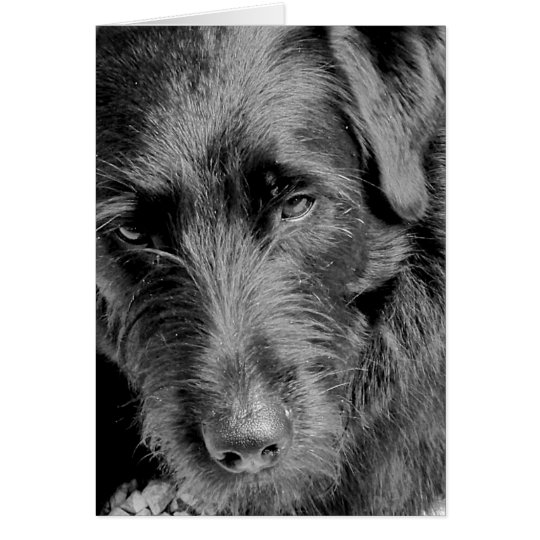 Tarjetas del perro, Dora