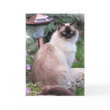 tarjetas del retrato del ragdoll