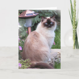 tarjetas del retrato del ragdoll