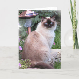 tarjetas del retrato del ragdoll