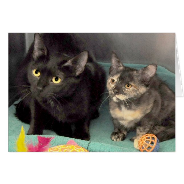 Tarjetas del saludo/de nota del gato negro/del (Anverso (Horizontal))