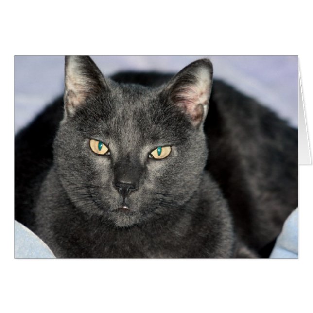 Tarjetas divertidas (Anverso (Horizontal))