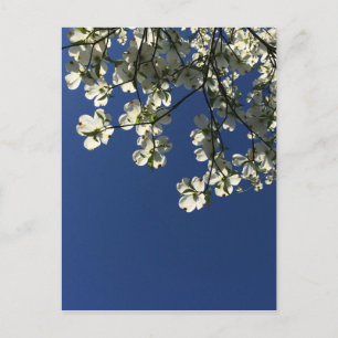Tarjetas Dogwood Blossom