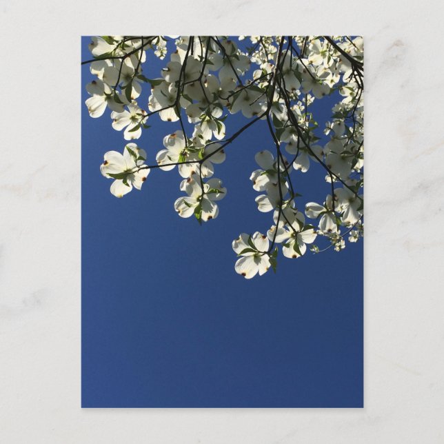 Tarjetas Dogwood Blossom (Anverso)