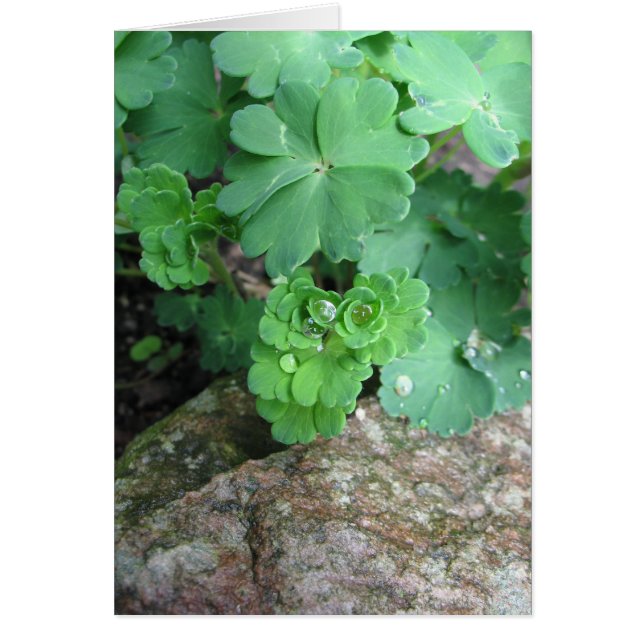 Tarjetas en blanco de Columbine (Frente)