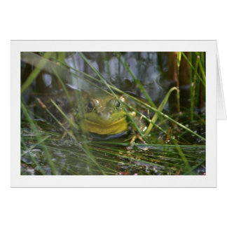 Tarjetas en blanco de la rana de Bull