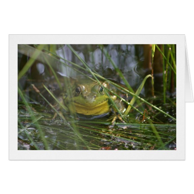 Tarjetas en blanco de la rana de Bull (Anverso (Horizontal))