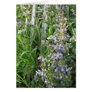 Tarjetas en blanco de salchicha azul con flores