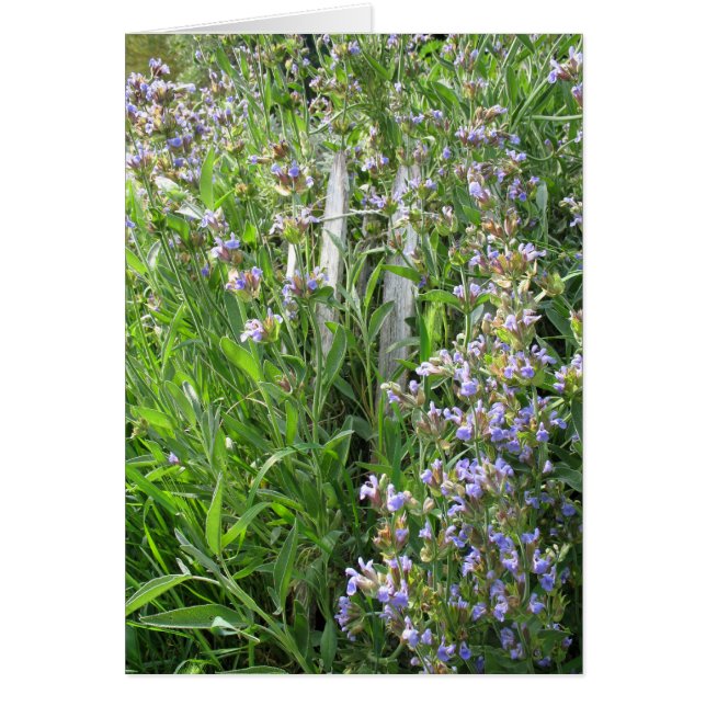 Tarjetas en blanco de salchicha azul con flores (Frente)