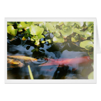 Tarjetas en blanco del Goldfish