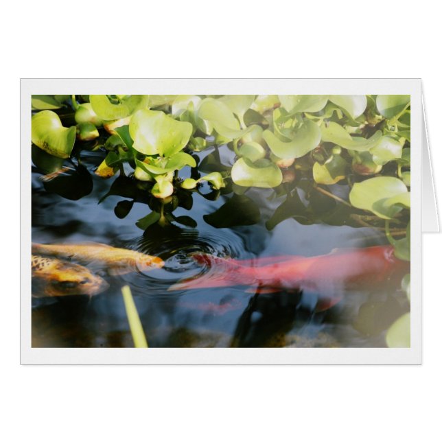 Tarjetas en blanco del Goldfish (Anverso (Horizontal))