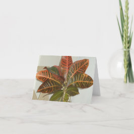 Tarjetas en blanco para la fotografía de la planta