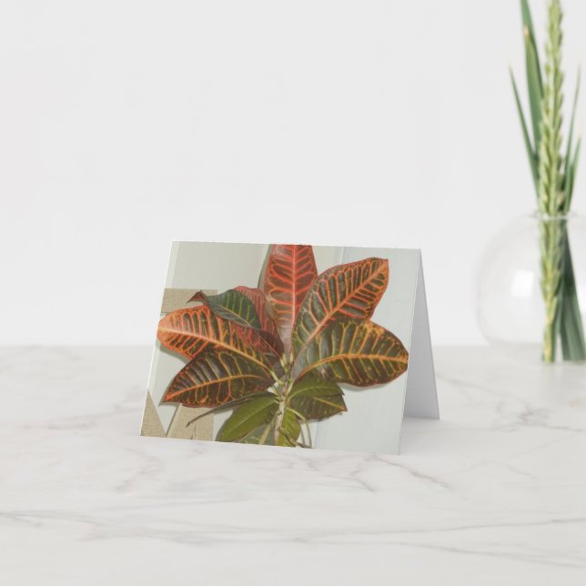 Tarjetas en blanco para la fotografía de la planta (Anverso)