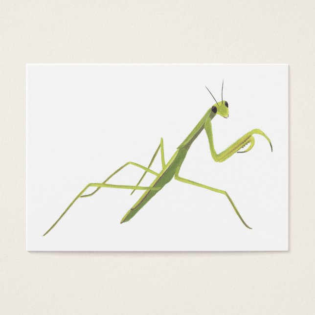 Tarjetas Flash de aprendizaje de mantis de oración (Frente)