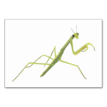 Tarjetas Flashcard de lectura de insectos de Manti