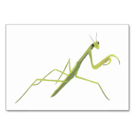Tarjetas Flashcard de lectura de insectos de Manti