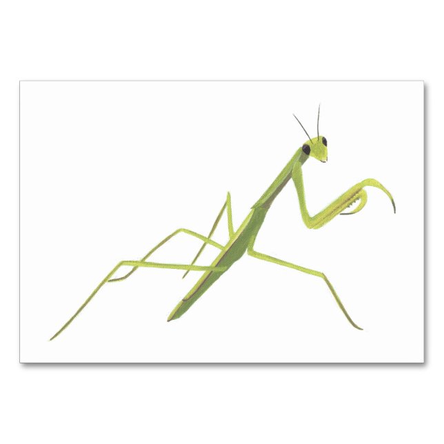 Tarjetas Flashcard de lectura de insectos de Manti (Anverso)