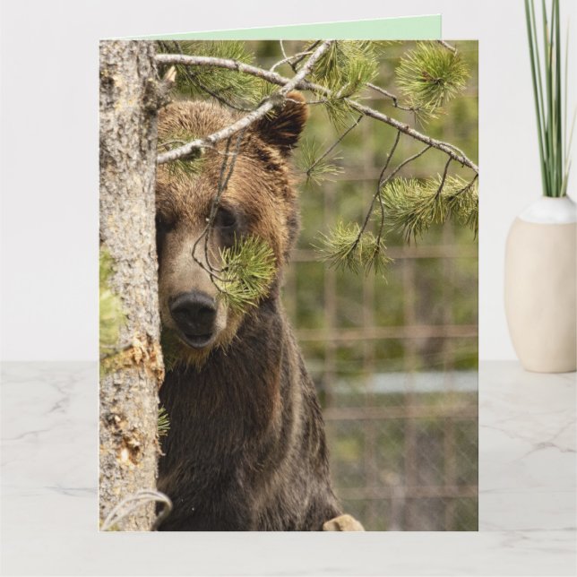 TARJETAS GRANDES DE CUMPLEAÑOS DE OSO GRIZZLY (Anverso)