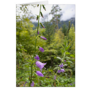 Tarjetas italianas, Borgo Valsugana