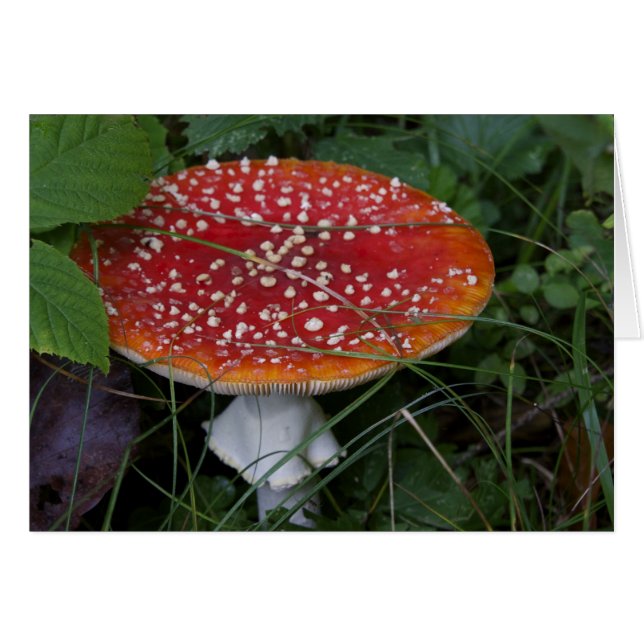 Tarjetas italianas, Borgo Valsugana (Anverso (Horizontal))